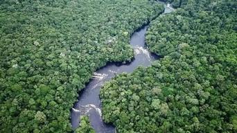 Amazon Jungle