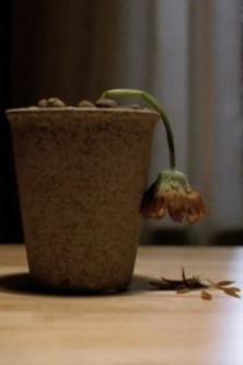 Flower Beloved film afişi