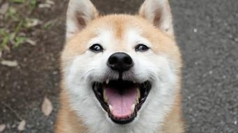 Arigato Edition With Full Throttle