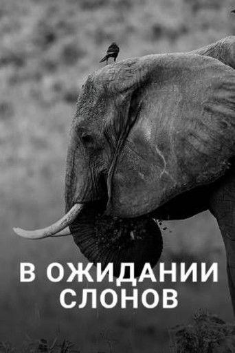 En attendant les éléphants film afişi