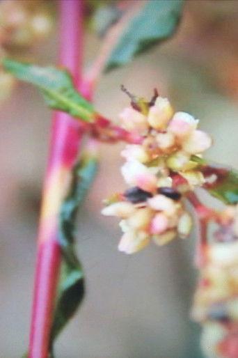 Hunting Confessions film afişi