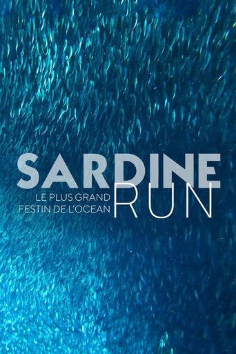 Sardine Run, le plus grand festin de l'océan film afişi