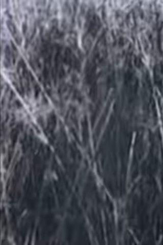 Return to the Sedge Fields film afişi