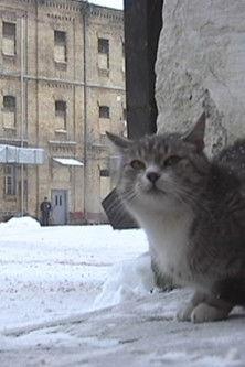 Nebalta drobė film afişi