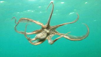 Indonesian Island Mystery