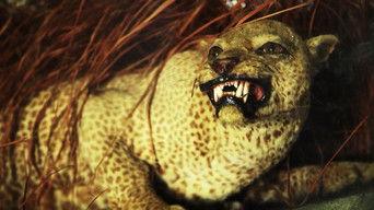 The Zanzibar Leopard