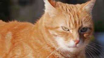 CAT ENCOUNTERS: Being the Boss