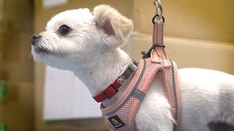 Disaster Preparedness for Companion Animals