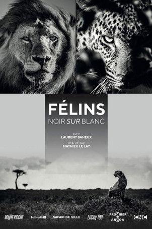 Félins, noir sur blanc film afişi