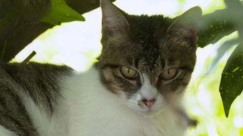 Yamanashi: Cats and Grapes