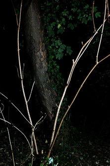 Cyclothymia of a Land film afişi