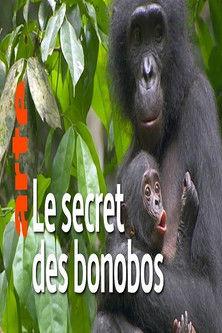 La vie cachée des bonobos film afişi