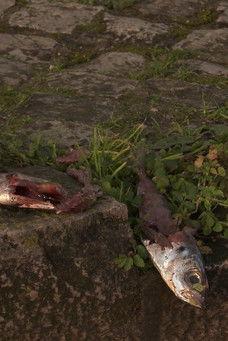 There's a Cat Here film afişi