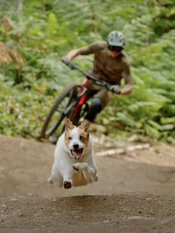 A Dog's Tale film afişi