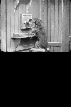 Spot at the 'Phone film afişi