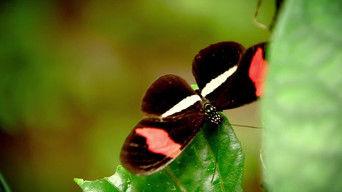 Is There a Superior Race?