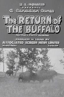 Return of the Buffalo film afişi