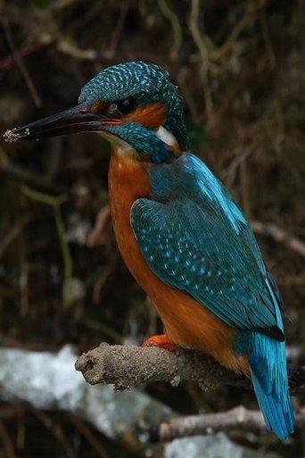 La Rivière film afişi