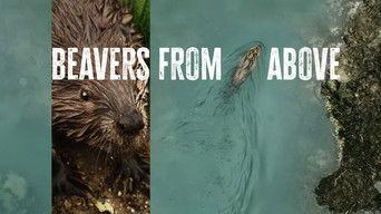 Beavers from Above