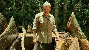 Sambafolk og guldgravere (Brasilien)