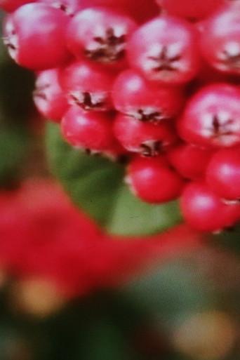 Conversation with Two Lovers film afişi