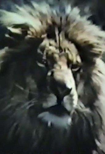 The Veldt film afişi