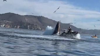 Whale Eats Kayakers, Trucks vs. Trains, Flames & Cranes & Historic Eiffel Tower Jump