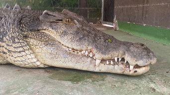 Rin Tin Tooth Trouble