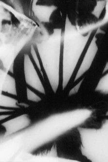 Daucus Buganvilia film afişi