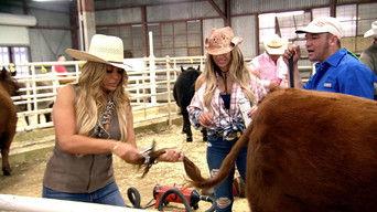 Housewives & Heifers