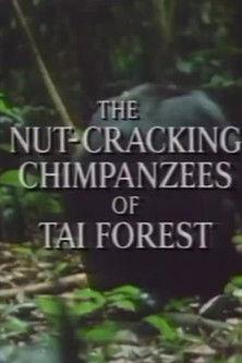 The Nut Cracking Chimpanzees of Taï Forest film afişi