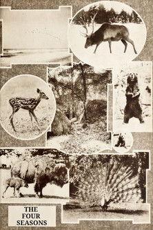 The Four Seasons film afişi