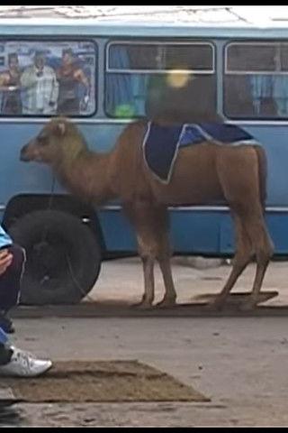 Live and live in Fergana film afişi