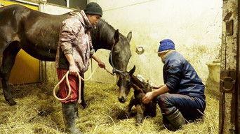 Vietnamese Vets and Hokkaido Horses