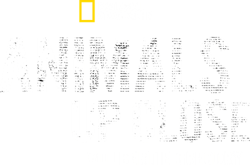 Animals Up Close with Bertie Gregory logo