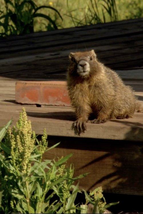 The Study Of Groundhogs: A Real Life Look At Marmots film afişi