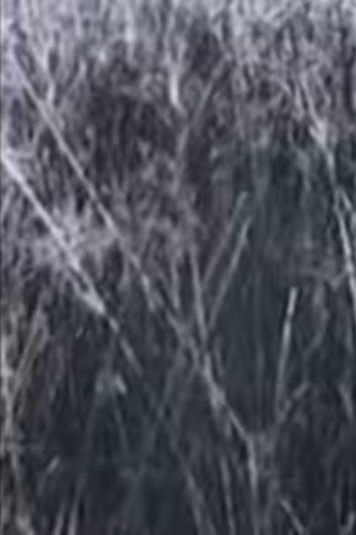 Return to the Sedge Fields film afişi