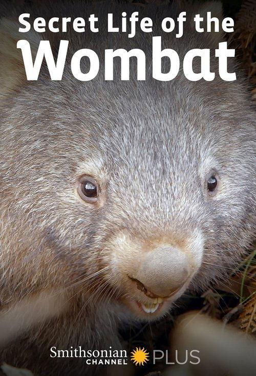 Secret Life of the Wombat dizi afişi