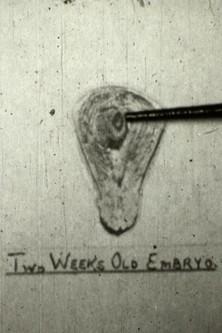 The Creation Of Life film afişi