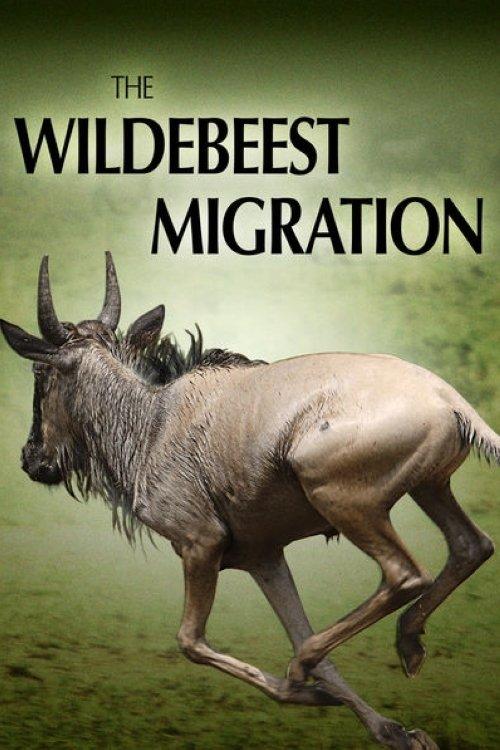 The Wildebeest Migration: Nature's Greatest Journey film afişi