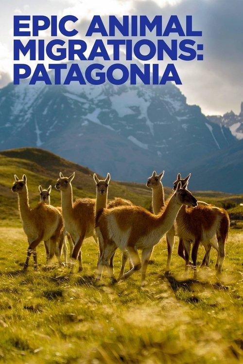 Epic Animal Migrations: Patagonia film afişi