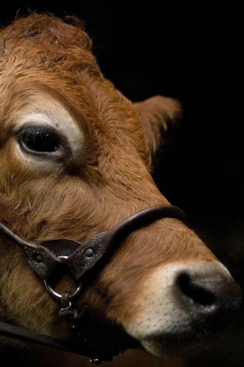 A Feeling of Home: The Making of First Cow film afişi