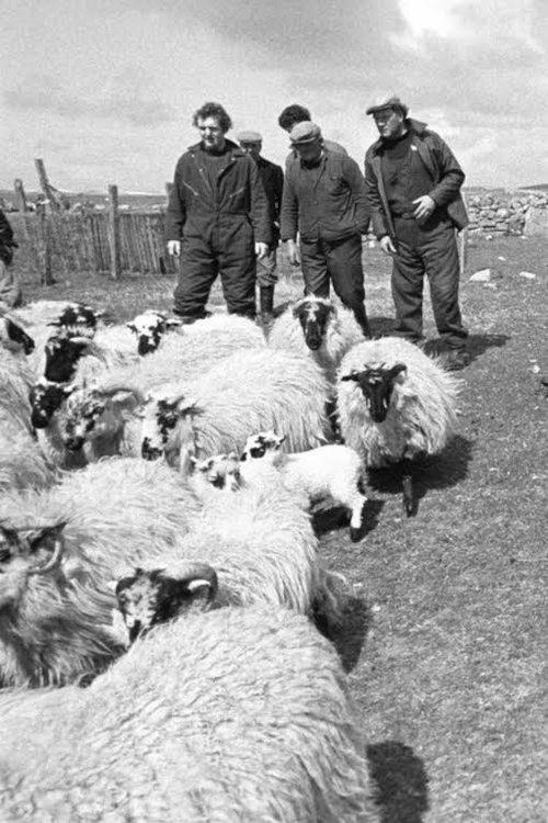 The Shepherds of Berneray film afişi