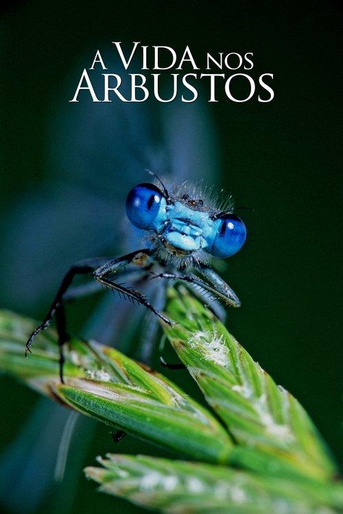 Life in the Undergrowth Sezon 0