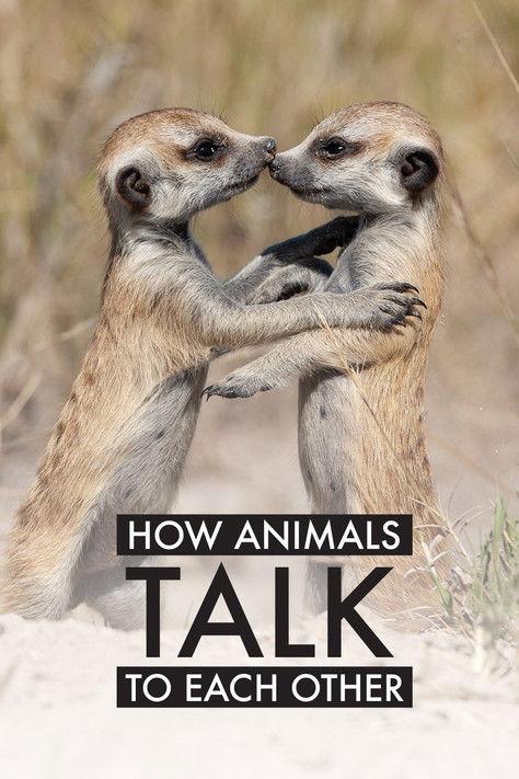 How Animals Talk To Each Other film afişi