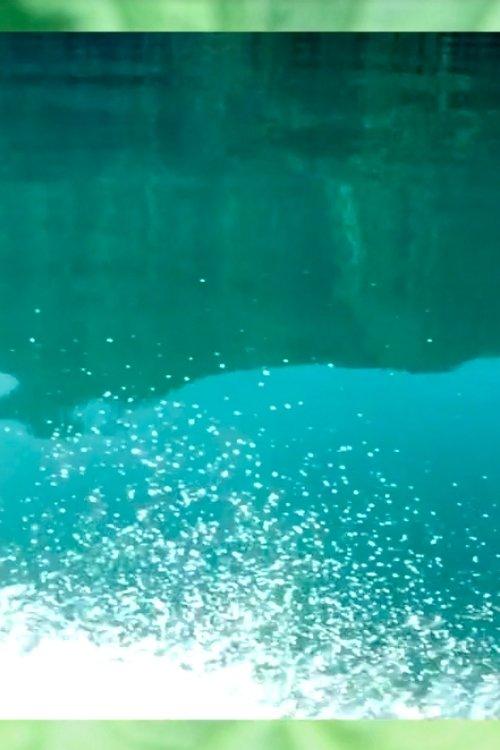 Digging Up the Last Spike film afişi