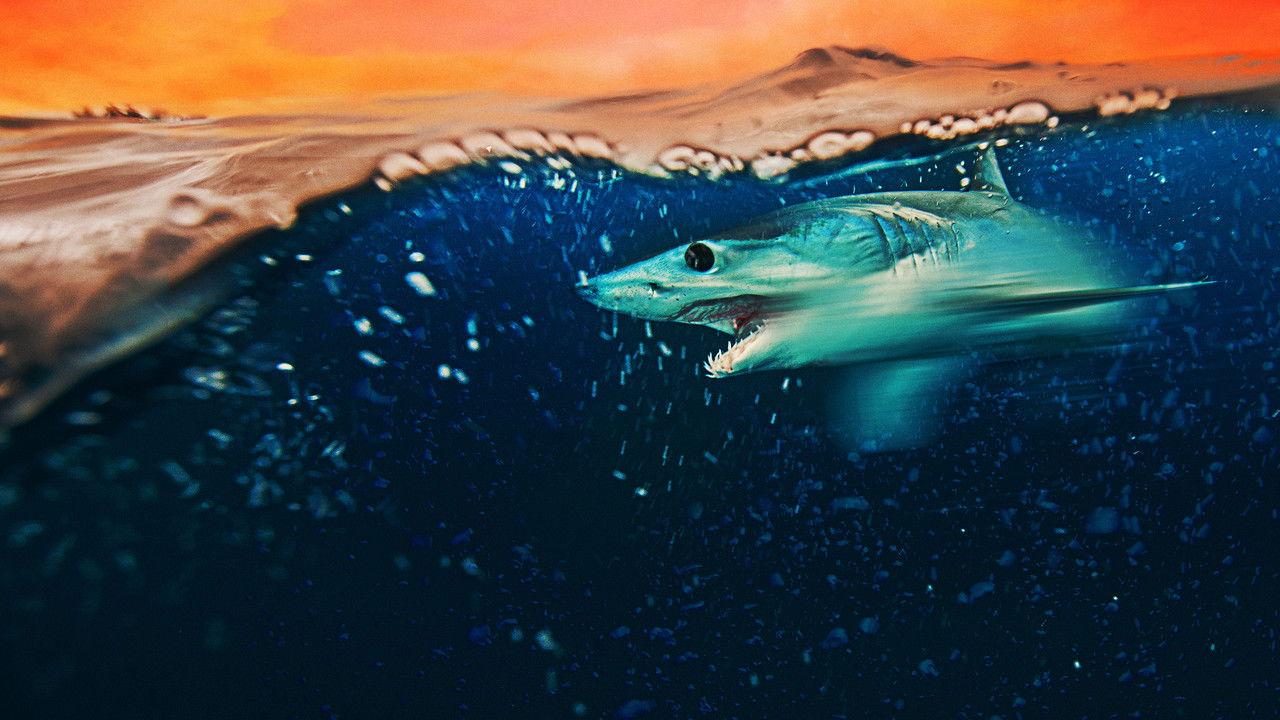 Mako Mania: Battle for California backdrop