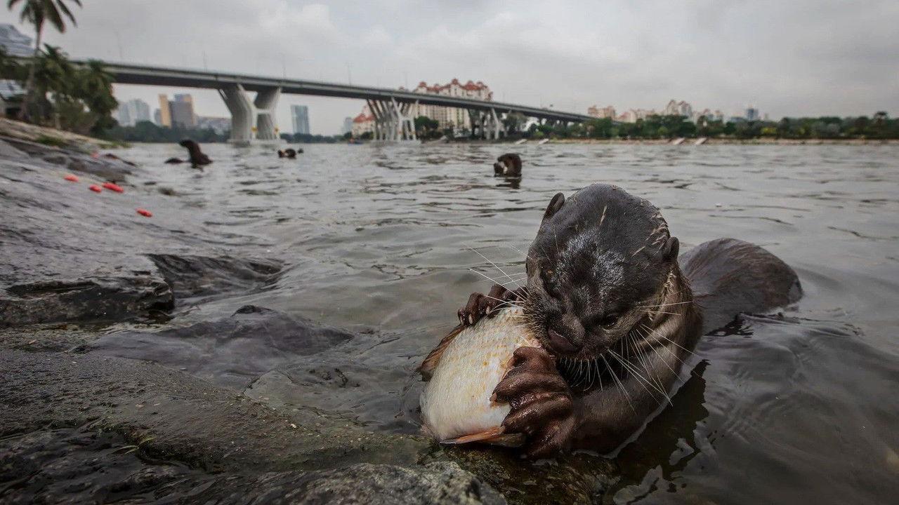 Otters and the Exotic Pet Trade backdrop