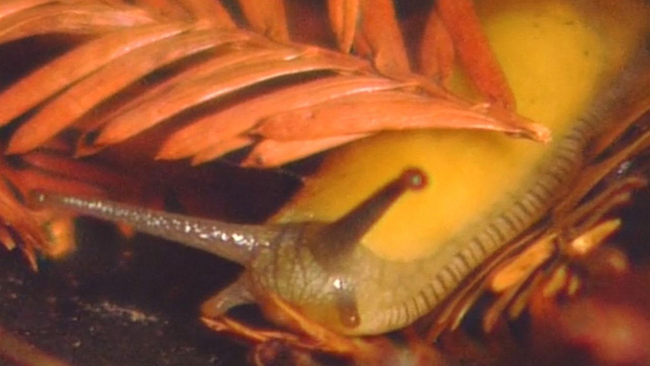 Banana, Banana, Banana Slugs! backdrop