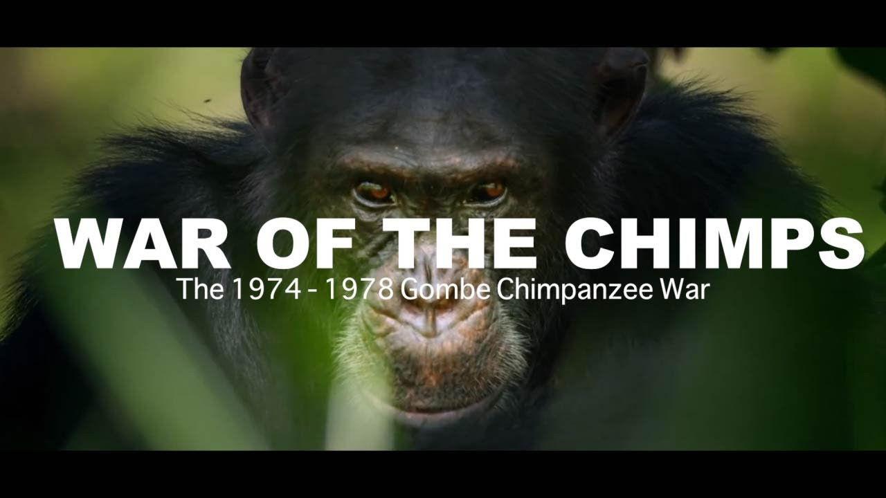 World War Chimp | The Brutal 1974 - 1978 Gombe Chimpanzee War: Documentary backdrop